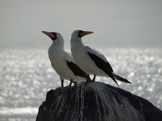 ../../Pictures/050210/049 Nazca Toelpel.JPG